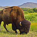 Buffalo Soldier