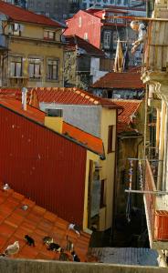 A Porto Wine Cat Feed